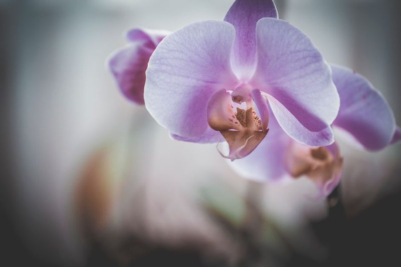 White Orchid Arrangement